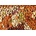 Piatnik - Puzzle Nut Mix - 1 000 piese