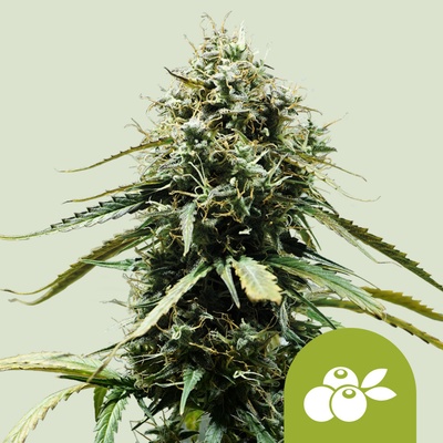 Royal Queen Seeds Haze Berry Auto Balenie: 1 ks 0% THC