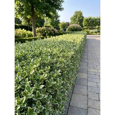 Brslen mix Alba P00601-1 5-15 cm, H9
