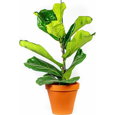 Gardners Ficus lyrata, průměr 17 cm Fíkovník lyrovitý