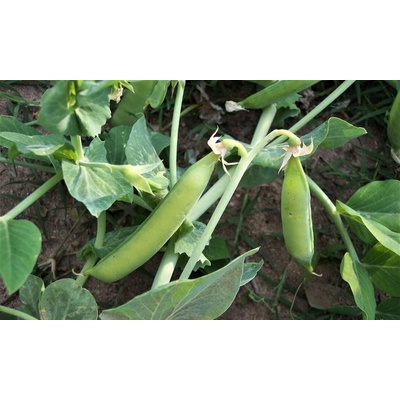 Hrach siaty Atlas (zelenosemenný) 1 kg
