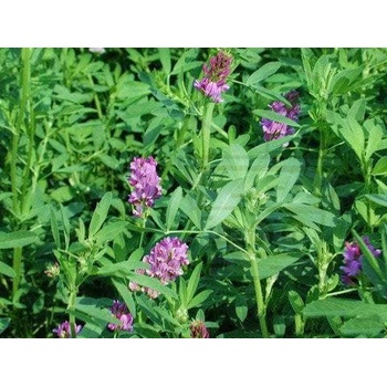 Image 1 of Семена от Люцерна 50 гр (690050)