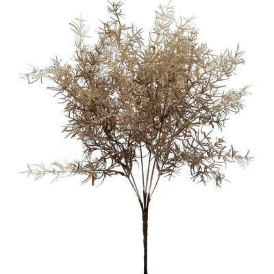 ZELEŇ ASPARÁT HNEDÝ 56CM