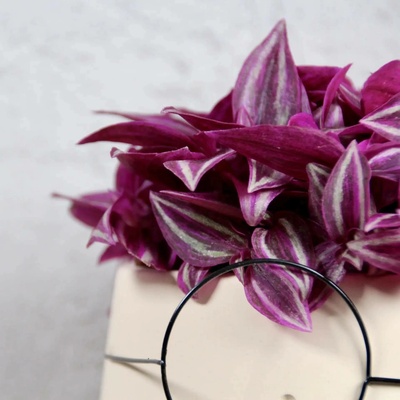 Tradescantia Pink Paradise