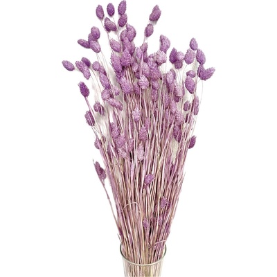 Sušený phalaris kytice/svazek FIALOVÝ/LILA 45g-50g