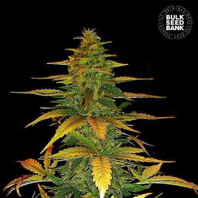 Bulk Seed Bank AUTO Wild Dwarf semena neobsahují THC 10 ks