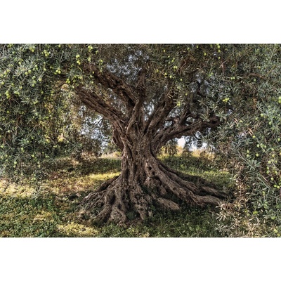 Komar 8-531 Fototapeta olivový strom 8 dílná Olive Tree rozměry 368 x 254 cm