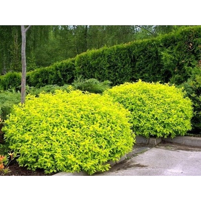 Tavoľník japonský Golden Princess, výška 20-40 cm, kvetináč 2 l