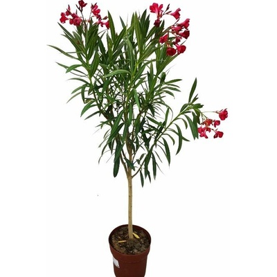 Oleander červený na kmienku Jannoch 80-100cm, kont. 5 l