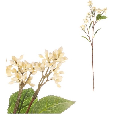 Krásnoplodka japonská - krémová - 63 cm