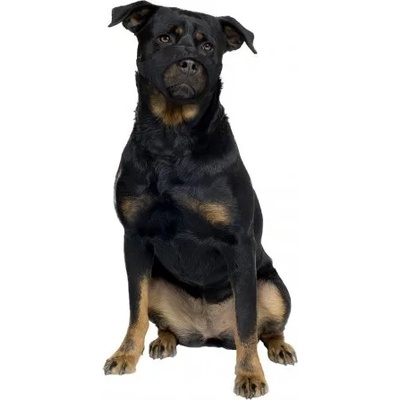 DUVO намордник за куче, размер XL - обиколка 57-83 см, Белгия - 4705136