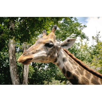 DIMEX ART s. r. o Флизелинов фототапет жираф на разходка 375 x 250 см