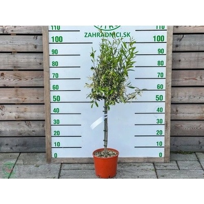 Olivovník európsky (Olea europaea) ´LECCINO´- výška 90-100 cm, kont. C5L – na kmienku (-12°C)