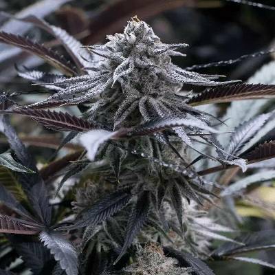 Silent Seeds Grape Juice semena neobsahují THC 3 ks
