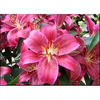 Image 1 of Лилиум 24/34 см