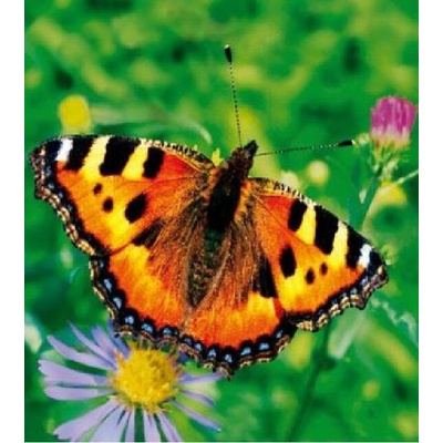 Taška LDPE 46x50+5cm s uchem FOTO motýl