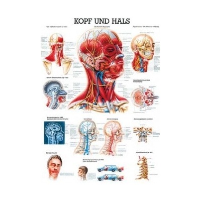 Rüdiger-Anatomie Naučný plakát Hlava a krk