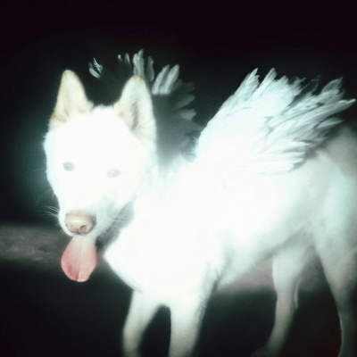 Fat Dog - CANCEL ME (I\'M TIRED) LP