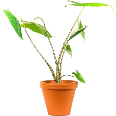 Gardners Alocasia Zebrina, průměr 17 cm Alokásie, Alokázie