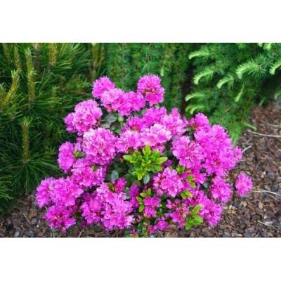 Azalka japonská (Azalea japonica) ´GEISHA PURPLE´ - výška 10-30 cm, kont.C2L