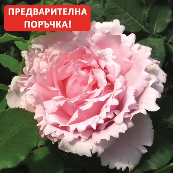 Delbard® Щамбова Роза Sophie Rochas®