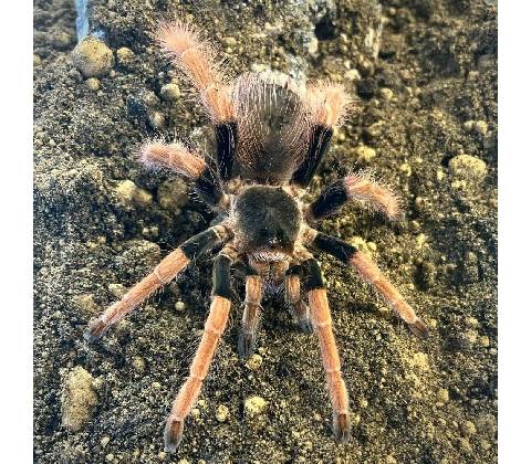 Megaphobema robustum Samec
