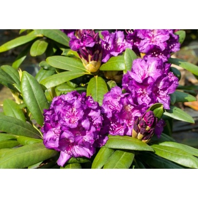 Rododendron jakušimský Laguna, výška 20-30 cm, kvetináč 15 cm