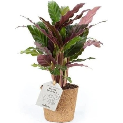 Kalatea, Calathea rufibarba, průměr květináče 17 cm