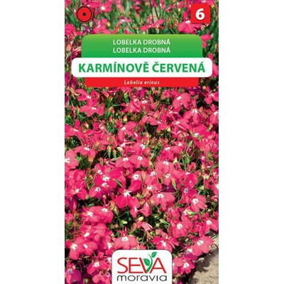 Osiva Moravia Lobelka drobná - karminově červená