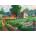 Cobble Hill - Puzzle Farm Country - 1 000 piese