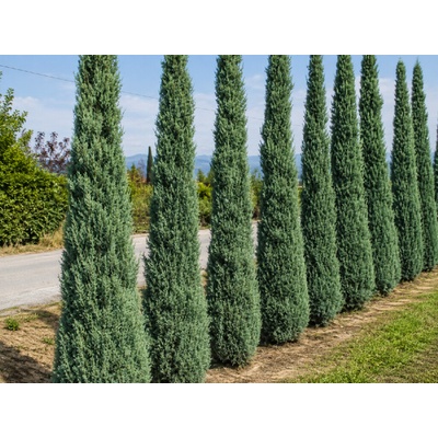 Cyprus arizónsky Fastigiata, výška 100-120 cm, kvetináč 9 l