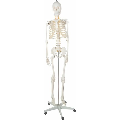 Anatomický model kostry 1:1 170 cm Malatec 22583