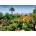 Ravensburger - Puzzle Beautiful Gardens: Botanical Garden, Madeira - 1 000 piese