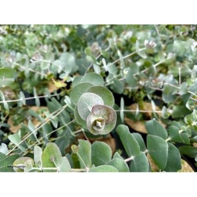 Eucalyptus cinerea (Eukalyptus) ´SILVER DOLLAR´ - kont. C3L , výška: 30-50 cm (-13°C)