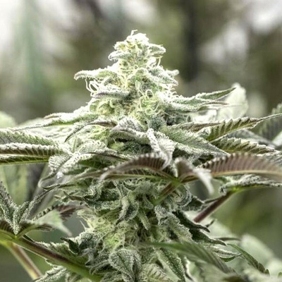 Humboldt Seed Organization Lemon Citron semena neobsahují THC 3 ks