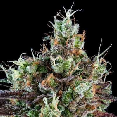 Ripper Seeds Sour Ripper semienka neobsahujú THC 3 ks