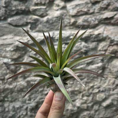 Tillandsia abdita