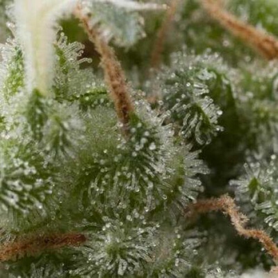 Pyramid Seeds Auto Super Hash semienka neobsahujú THC 50 ks