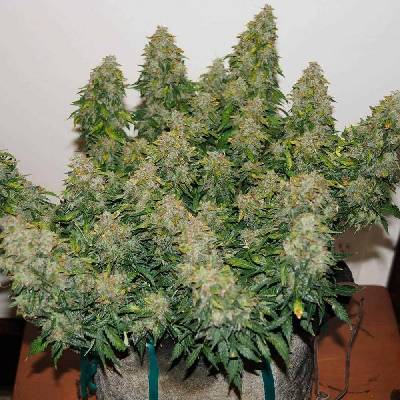 Monkey Genetics Jack Frost Widow Auto semena neobsahují THC 3 ks
