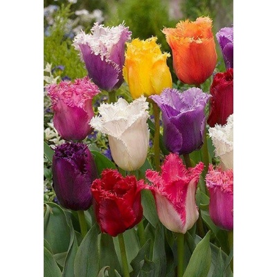 TŘEPENITÉ MIX - TULIPÁNY Množství cibulek v jednom balení: 5 ks – Zboží Dáma