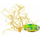 Lucky Reptile Desert Bush vybělené 15-20 cm