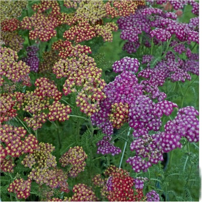 Rebríček túžobníkový Summer Berries F2 - Achillea millefolium - semená - 20 ks