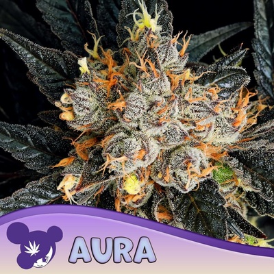 Anesia Seeds Aura semena neobsahují THC 3 ks