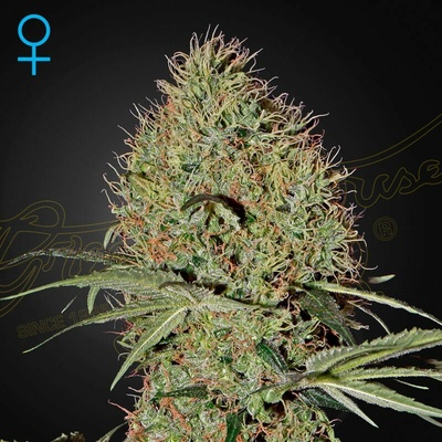 Green House Seed Super Bud Auto semienka neobsahujú THC 10 ks