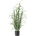 Bloomingville Изкуствена трева (височина 92 cm) Grass - Bloomingville (82061503)