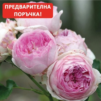 Image 1 of Viva Roses® Роза Vesalius®