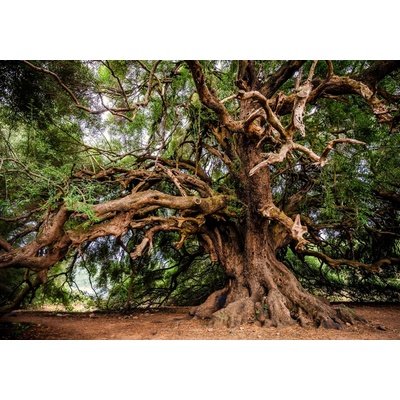Postershop Fototapeta vliesováStrom 1 rozměry 254x184 cm