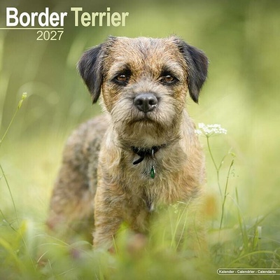 Border teriér, 30 x 30 cm 2027