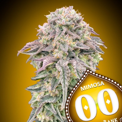 00 Seeds Bank Mimosa semienka neobsahujú THC 3 ks