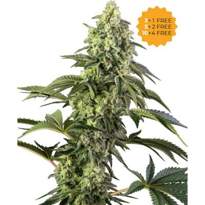 Sensi Seeds Cosmic Kiss semena neobsahují THC 3 ks